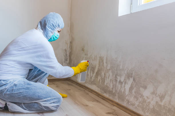 Licensed Black Mold Removal service in Geneva, FL - WQB Mold Removal