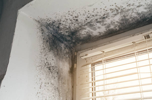Affordable Black Mold Removal solutions in Geneva, FL